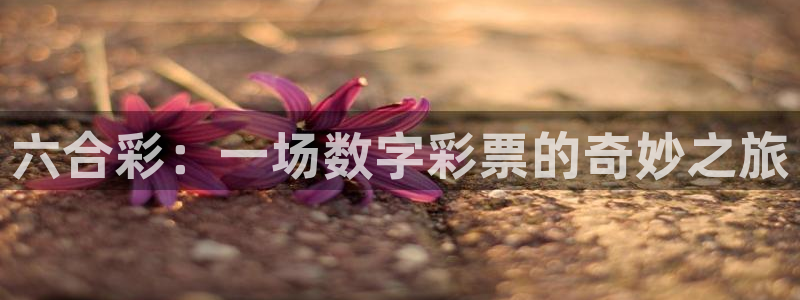 劲爆体育直播免费观看：六合彩：一场数字彩票的奇妙之旅